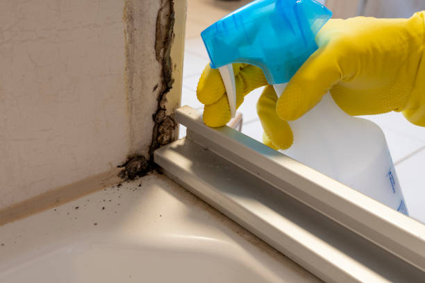 Best Mold Remediation  in Olivet, NJ