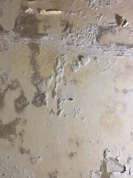 Best Home Mold Removal  in Olivet, NJ