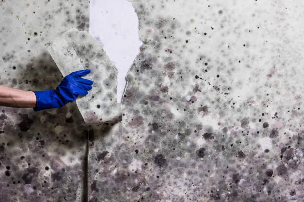Best Affordable Mold Removal  in Olivet, NJ