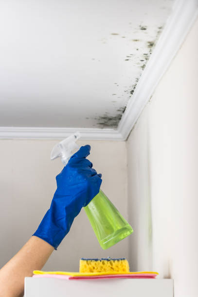 Best Mold Testing  in Olivet, NJ